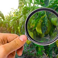 La traçabilité des fruits et légumes garante de la transparence