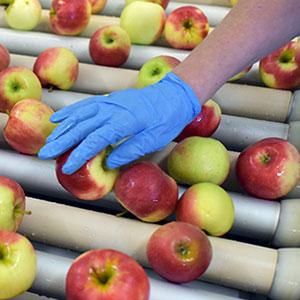 Une main gantée touche des pommes sur un convoyeur pour la saison de fruits et légumes