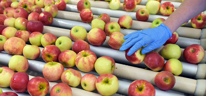 Une main gantée touche des pommes sur un convoyeur