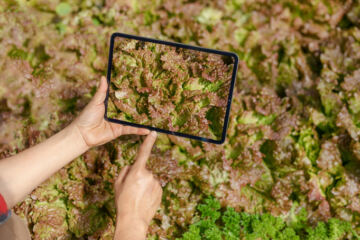 Opérateur qualité qui prend une photo de salade depuis une tablette tactile