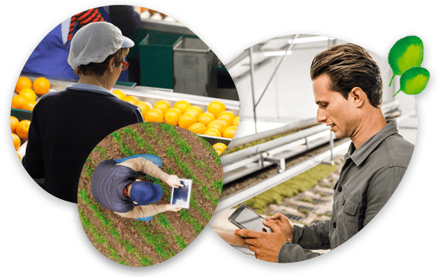 agro-fruits-legumes-metiers Un logiciel fruits et légumes qui s'adresse à tous les métiers dont le négoce fruits et légumes