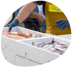 L’achat de matière première directement sur la Criée